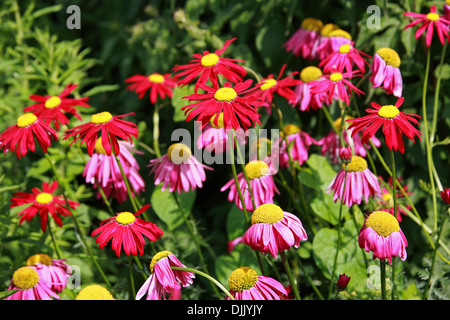 Il persiano Daisy, dipinta Daisy, piretro roseum 'dura', Asteraceae. Syn. Chrysanthemum coccineum, Tanacetum coccineum. Foto Stock