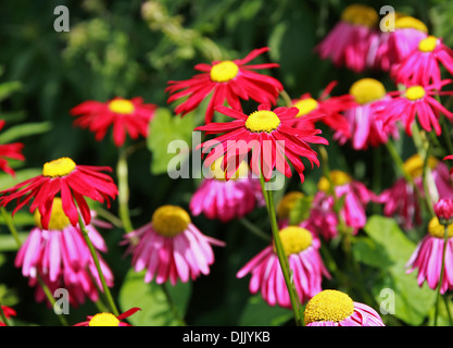 Il persiano Daisy, dipinta Daisy, piretro roseum 'dura', Asteraceae. Syn. Chrysanthemum coccineum, Tanacetum coccineum. Foto Stock