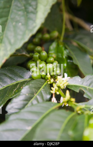Bacche di caffè sulla pianta Foto Stock