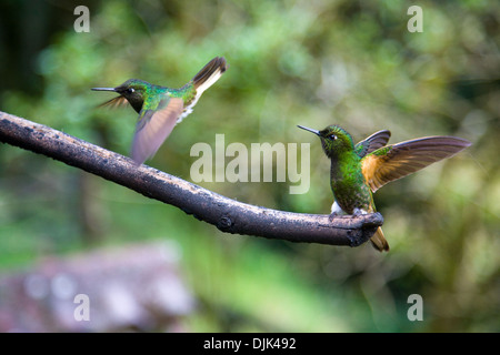 Close-up di una coppia di verde colibrì, presi nella valle Cocora dove c'è un santuario, nei pressi di Salento, Colombia Foto Stock