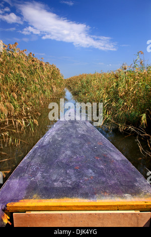 Escursione in barca nel Delta del fiume Evros, Tracia (Tracia), in Grecia. Foto Stock