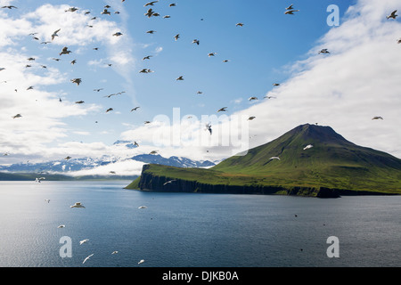 Glaucous-Winged Gabbiani nella parte anteriore del picco di Sentinel da Sankin Isola, Ikatan Bay, isole Aleutian, Southwest Alaska, Estate. Foto Stock