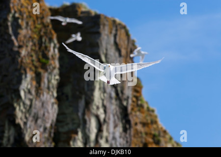 Glaucous-Winged Gabbiani, Sankin Isola, Ikatan Bay, isole Aleutian, Southwest Alaska, Estate. Foto Stock