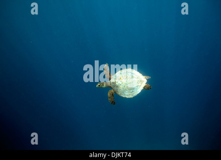 Hawksbill tartarughe marine nuotare sott'acqua sulla barriera corallina in Raja Ampat isole, Papua Occidentale Foto Stock