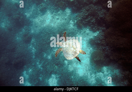 Hawksbill tartarughe marine nuotare sott'acqua sulla barriera corallina in Raja Ampat isole, Papua Occidentale Foto Stock