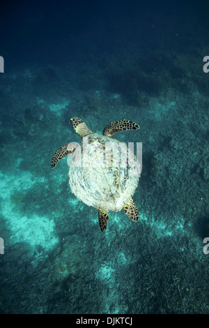 Hawksbill tartarughe marine nuotare sott'acqua sulla barriera corallina in Raja Ampat isole, Papua Occidentale Foto Stock