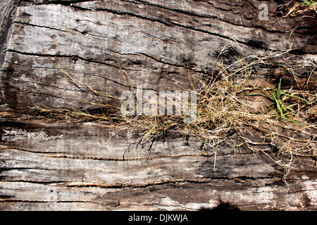 Extreme close up texture di decadimento log in legno ed erba nuova germinazione Foto Stock