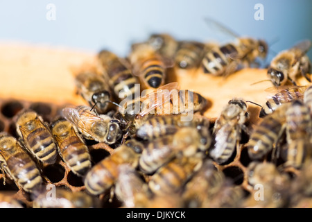 Ape regina su favo di miele Foto Stock