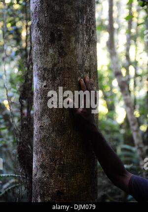 (131129) -- PECHINO, nov. 29, 2013 (Xinhua) -- una guida mette la mano su di un legno di rosa, che principalmente è tagliato illegalmente all'Marojejy parco nazionale nel nord-est del Madagascar, su nov. 22, 2013. In 2007, lo United National per l'Educazione, la scienza e la Cultura (UNESCO) elencate le foreste pluviali di Atsinanana come patrimonio mondiale, si compone di sei parchi nazionali lungo la parte orientale dell'isola, comprese le Marojejy National Park. Dopo aver completato la sua separazione da tutte le altre masse terrestri oltre sessanta milioni di anni fa, Madagascar la vita vegetale e animale si è evoluto in isolati Foto Stock