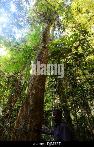 (131129) -- PECHINO, nov. 29, 2013 (Xinhua) -- una guida mette la mano su di un legno di rosa, che principalmente è tagliato illegalmente all'Marojejy parco nazionale nel nord-est del Madagascar, su nov. 22, 2013. In 2007, lo United National per l'Educazione, la scienza e la Cultura (UNESCO) elencate le foreste pluviali di Atsinanana come patrimonio mondiale, si compone di sei parchi nazionali lungo la parte orientale dell'isola, comprese le Marojejy National Park. Dopo aver completato la sua separazione da tutte le altre masse terrestri oltre sessanta milioni di anni fa, Madagascar la vita vegetale e animale si è evoluto in isolati Foto Stock