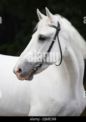 Ritratto di un cavallo bianco isolato su sfondo scuro Foto Stock