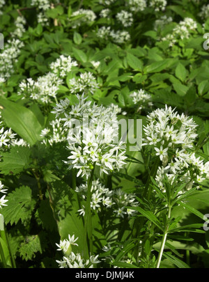 Aglio selvatico (Allium ursinum) cresce nei boschi. Allium ursinum - noto come ramsons, buckrams, aglio selvatico, di latifoglie, aglio Aglio in legno, portano il porro o l'aglio orsino Foto Stock