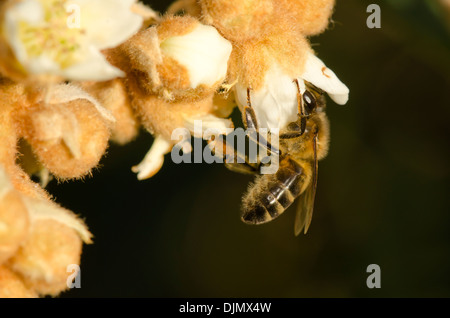 Il miele delle api, Apis mellifera, rovistando su una fioritura Nespole del Giappone, Eriobotrya japonica. Andalusia, Spagna. Foto Stock