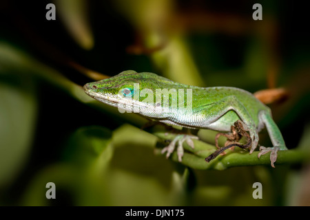 Anole lucertola al tropical biom a Eden Project Foto Stock