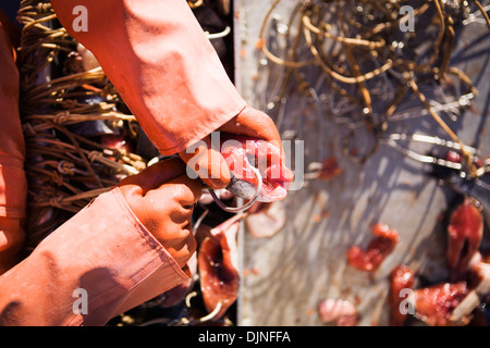 Ippoglosso di adescamento palangaro ganci con rosa salmone durante la preparazione per il pesce commerciale per l'ippoglosso vicino a King Cove, Alaska Peninsula Foto Stock