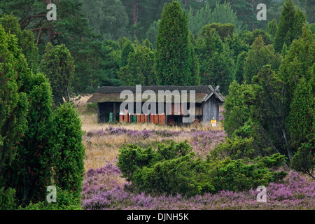 Alveari / arnie per le api da miele di apiario nella brughiera di Lüneburg Heath / Lunenburg Heath, Bassa Sassonia, Germania Foto Stock