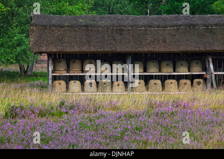 Alveari / alveari / skeps per le api da miele nel rifugio di apiario nella brughiera di Lüneburg / Lunenburg brughiera, Sassonia, Germania Foto Stock