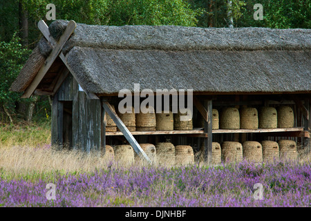 Alveari / alveari / skeps per le api da miele nel rifugio di apiario nella brughiera di Lüneburg / Lunenburg brughiera, Sassonia, Germania Foto Stock