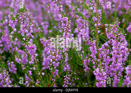 Comuni / erica ling (Calluna vulgaris) Fiori Fioritura in estate nella brughiera / Moor Foto Stock