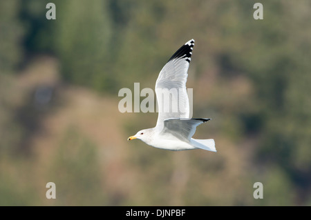 Un Gabbiano California (Larus californicus) in volo, Idaho Foto Stock