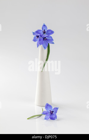 Blue delphiniums in vaso bianco su sfondo bianco Foto Stock