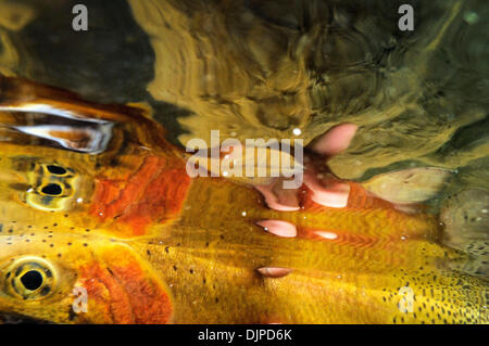 Mar 30, 2010 - Missoula, MT, STATI UNITI D'AMERICA - Fly catture dei pescatori inizio stagione tagliagole e la trota marrone nei pressi di Missoula, Montana su una bella giornata di primavera. Il pescatore pescato il pesce su asciutto vola, ninfe e emergers con canne di mosche. Le condizioni variava tra nuvoloso, sole, vento e pioggia. (Credito Immagine: © Jed Conklin/ZUMApress.com) Foto Stock