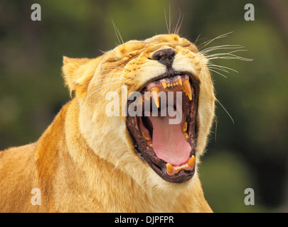 Un leone africano lasciar fuori un basso, profondo growl. Foto Stock