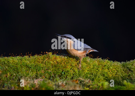 Eurasian picchio muratore Sitta europaea alla ricerca di cibo sul bosco di muschio piano. Foto Stock