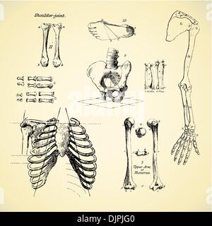 Le ossa umane, vintage set di vettore Illustrazione Vettoriale