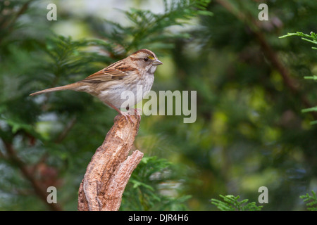 Femmina bianca-throated Sparrow, Zonotrichia albicollis, in autunno Foto Stock