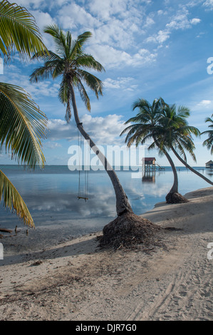 Palm Tree con oscillazione sull'oceano Foto Stock