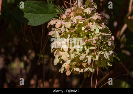 Hydrangea paniculata ZWUNENBURG al giardino botanico di Norfolk in autunno a Norfolk, Virginia. Foto Stock