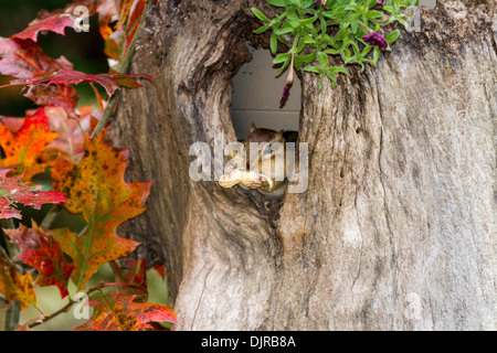 Chipmunk orientale, Tamias striatus, raccolta di noci in autunno, preparandosi per l'inverno, a McLeansville, Carolina del Nord. Foto Stock