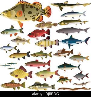 Vettore Collezione di pesci Illustrazione Vettoriale