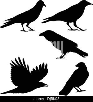 Set di immagini vettoriali di corvi Illustrazione Vettoriale
