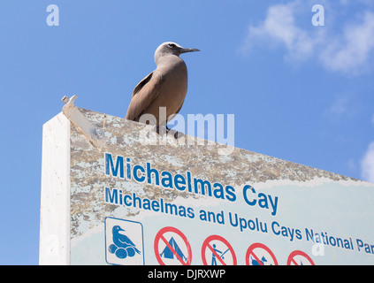 Noddy comune (Anous stolidus) seduto su un segno sulla Michaelmas Cay, della Grande Barriera Corallina, Australia Foto Stock