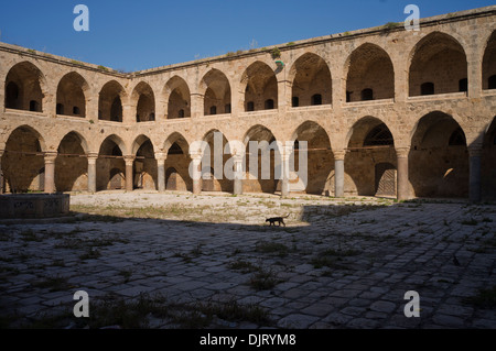 Città vecchia di Acri, Israele, un gatto attraversando a piedi, Caravanserai dei pilastri, Inn delle colonne Foto Stock