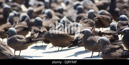 Gregge di comune Noddies (Anous stolidus) su una spiaggia a Michaelmas Cay, della Grande Barriera Corallina, Australia Foto Stock
