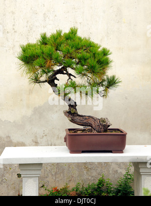 Albero di bonsai, classico giardino, Suzhou, Jiangsu, Cina Foto Stock