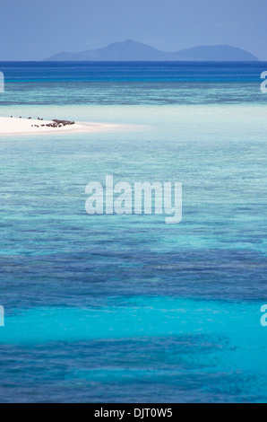 Uccelli marini su una spiaggia a Michaelmas Cay, della Grande Barriera Corallina, Australia Foto Stock