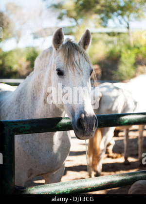 Testa di cavallo bellissimo sulla natura Foto Stock