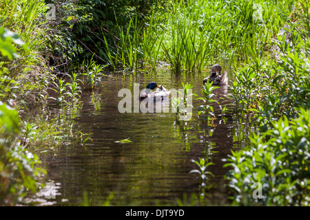 Le anatre bastarde preening stessi nel flusso. Salisbury wilts Foto Stock