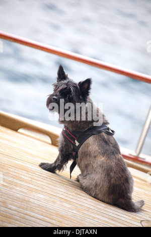 Black Scottie dog sitter su legno decking Foto Stock