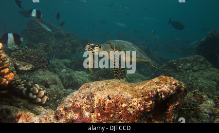 Hawksbill tartaruga di mare scivola sulla Coral Foto Stock