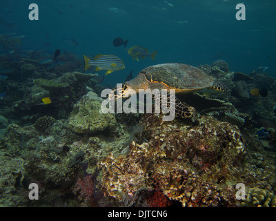 Hawksbill tartaruga di mare scivola sulla Coral Foto Stock