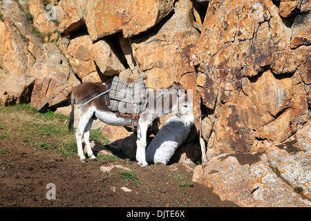 Nomads abitazione, Strada di Song Kol, Naryn Oblast, Kirghizistan Foto Stock