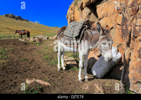 Nomads abitazione, Strada di Song Kol, Naryn Oblast, Kirghizistan Foto Stock