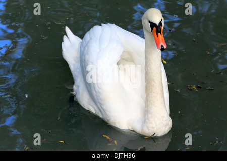 Il White Swan, Karakol, Issyk Kul oblast, Kirghizistan Foto Stock