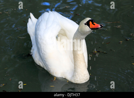 Il White Swan, Karakol, Issyk Kul oblast, Kirghizistan Foto Stock