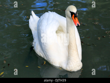 Il White Swan, Karakol, Issyk Kul oblast, Kirghizistan Foto Stock